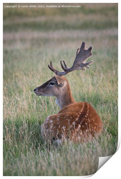 Resting deer Print by Kevin White