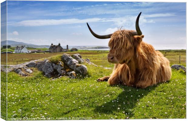 Highland Cow at Islibhig Isle of Lewis. Scotland Canvas Print by Barbara Jones