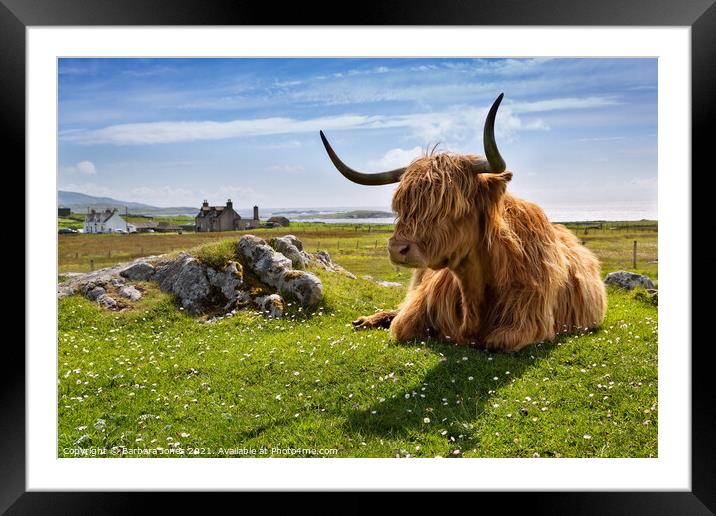 Highland Cow at Islibhig Isle of Lewis. Scotland Framed Mounted Print by Barbara Jones
