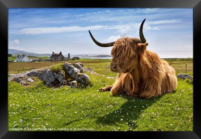 Highland Cow at Islibhig Isle of Lewis. Scotland Framed Print by Barbara Jones