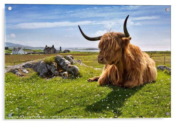 Highland Cow at Islibhig Isle of Lewis. Scotland Acrylic by Barbara Jones