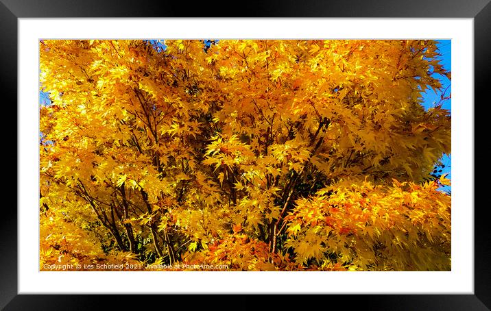 Autumn Tree  Framed Mounted Print by Les Schofield