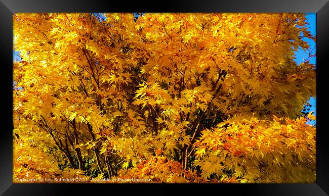Autumn Tree  Framed Print by Les Schofield