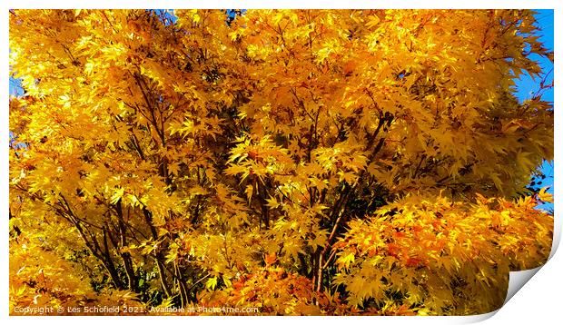 Autumn Tree  Print by Les Schofield