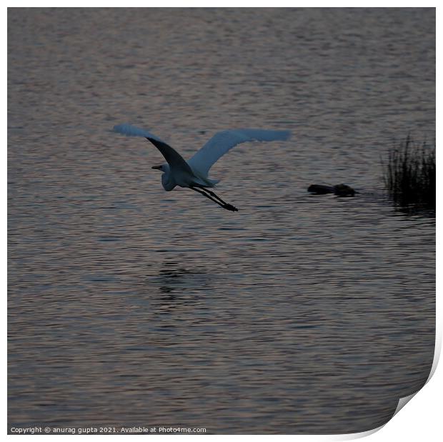 great egret Print by anurag gupta