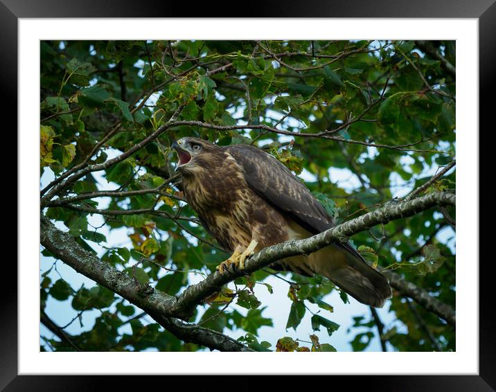 Common Buzzard - Juvenile. Framed Mounted Print by Tommy Dickson