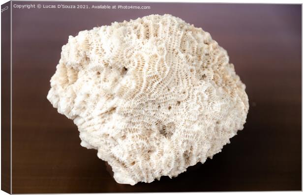 Intricate patterns on a coral fossile Canvas Print by Lucas D'Souza