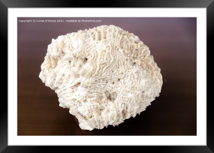 Intricate patterns on a coral fossile Framed Mounted Print by Lucas D'Souza