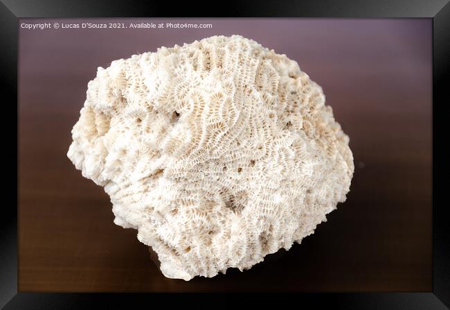 Intricate patterns on a coral fossile Framed Print by Lucas D'Souza