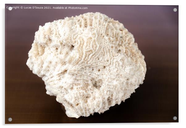 Intricate patterns on a coral fossile Acrylic by Lucas D'Souza