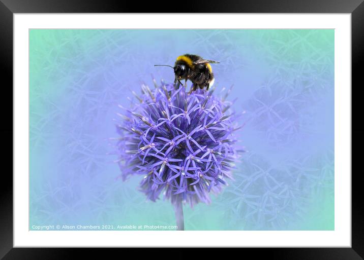 Bee on a Globe Thistle  Framed Mounted Print by Alison Chambers