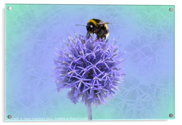 Bee on a Globe Thistle  Acrylic by Alison Chambers