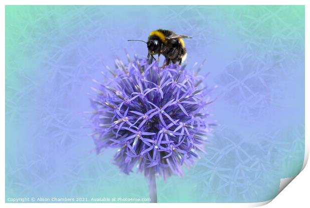 Bee on a Globe Thistle  Print by Alison Chambers