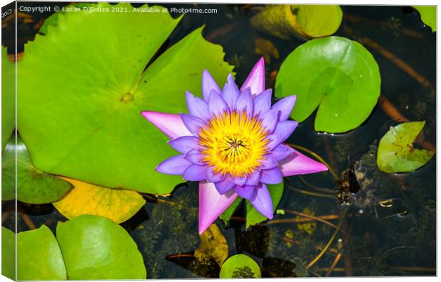 Water lilly in a pond Canvas Print by Lucas D'Souza