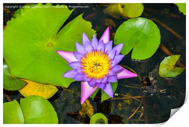 Water lilly in a pond Print by Lucas D'Souza