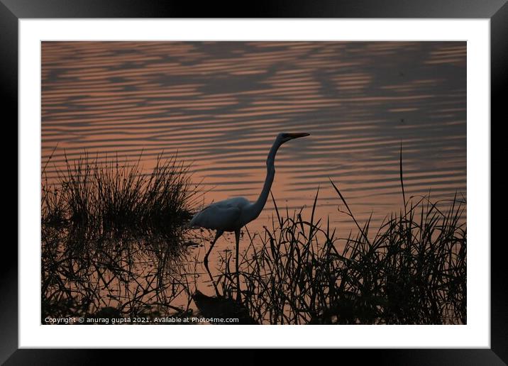 Great Egret at sunset Framed Mounted Print by anurag gupta