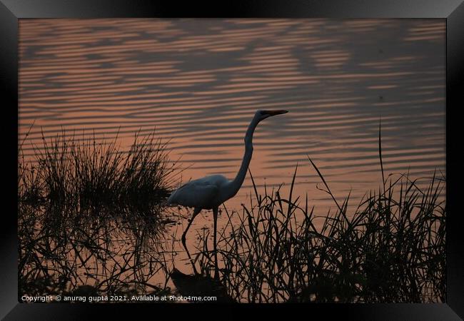 Great Egret at sunset Framed Print by anurag gupta