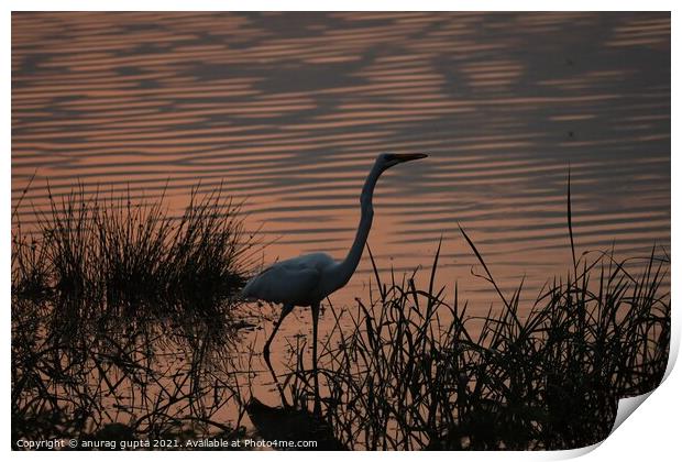 Great Egret at sunset Print by anurag gupta