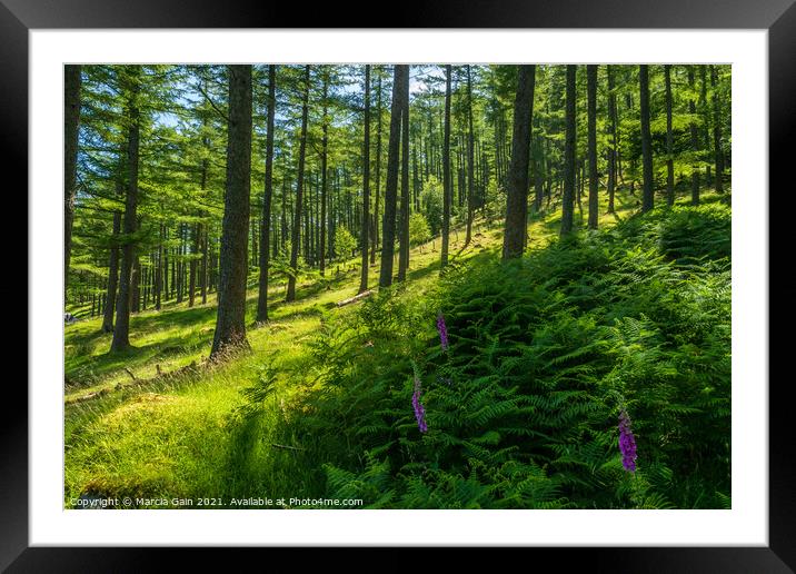 Foxgloves in the woods Framed Mounted Print by Marcia Reay