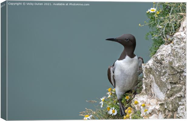 A guillemot standing on the edge of the cliff Canvas Print by Vicky Outen