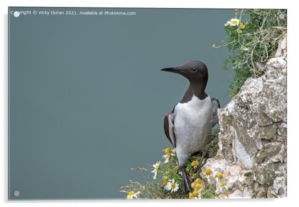 A guillemot standing on the edge of the cliff Acrylic by Vicky Outen