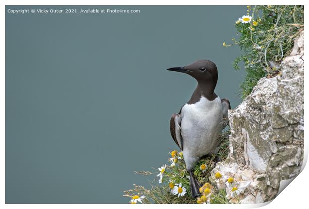 A guillemot standing on the edge of the cliff Print by Vicky Outen