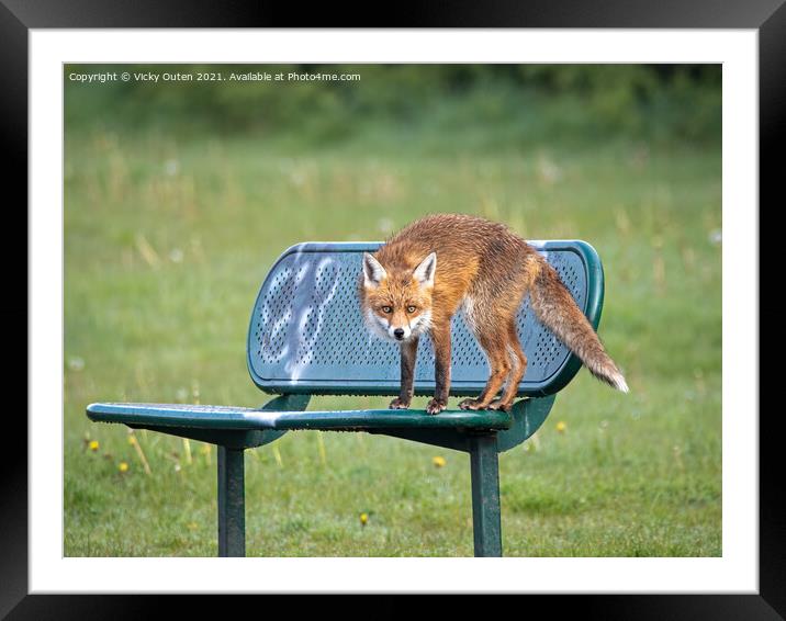 A wet red fox standing on a bench Framed Mounted Print by Vicky Outen