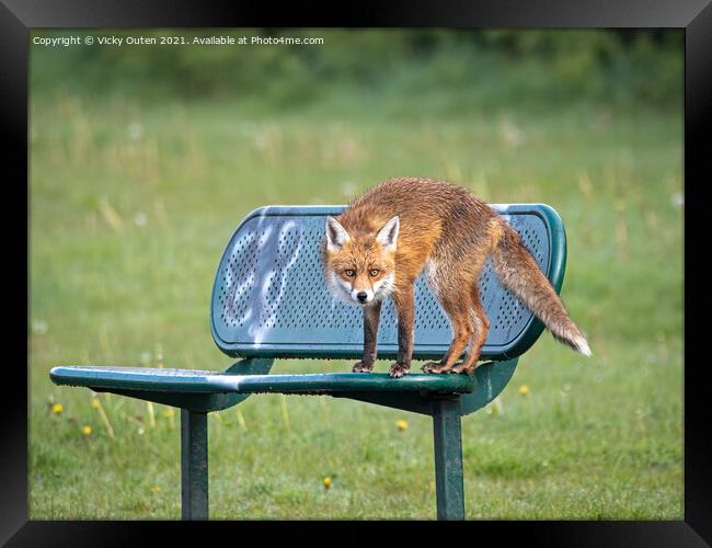 A wet red fox standing on a bench Framed Print by Vicky Outen