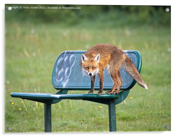 A wet red fox standing on a bench Acrylic by Vicky Outen