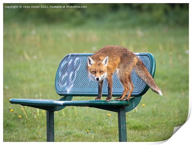 A wet red fox standing on a bench Print by Vicky Outen