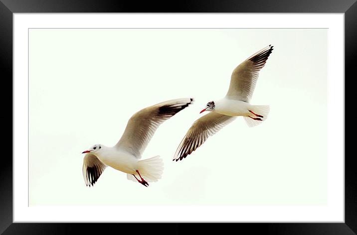 Its Over There! Framed Mounted Print by Louise Godwin
