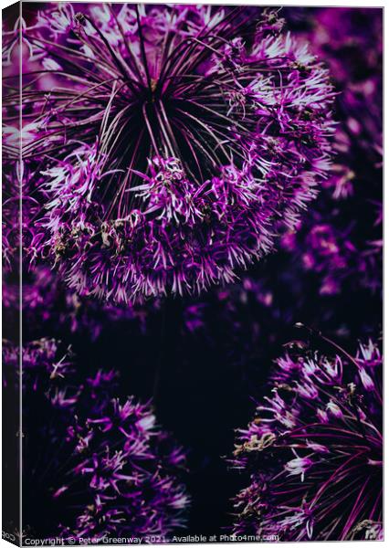 Allium Flower Heads Canvas Print by Peter Greenway