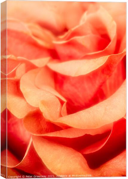 Petals of an English Orange Rose Canvas Print by Peter Greenway