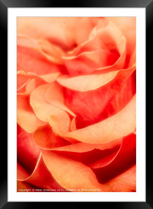 Petals of an English Orange Rose Framed Mounted Print by Peter Greenway