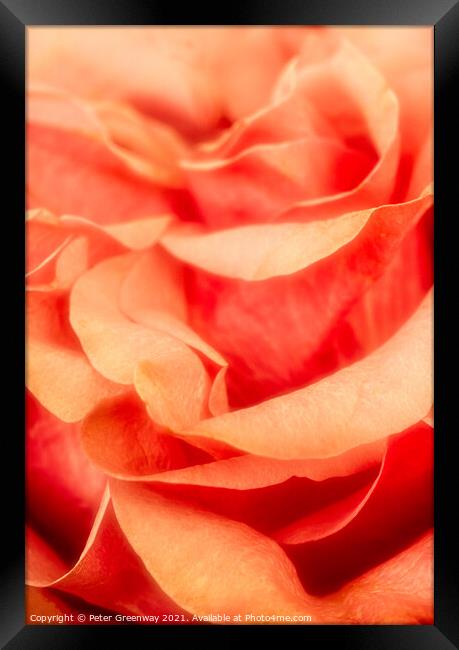 Petals of an English Orange Rose Framed Print by Peter Greenway