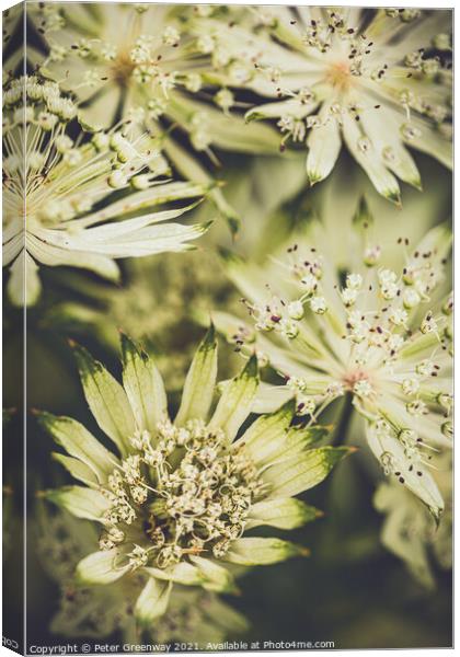 Astrantia Major Flower  Canvas Print by Peter Greenway