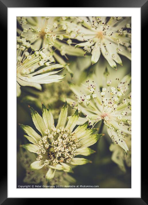Astrantia Major Flower  Framed Mounted Print by Peter Greenway