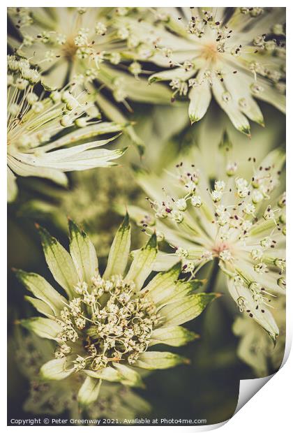 Astrantia Major Flower  Print by Peter Greenway