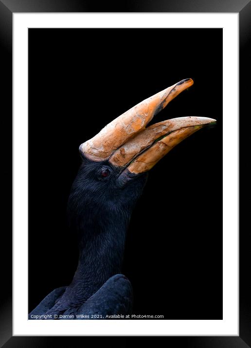  Rhinoceros Hornbill Framed Mounted Print by Darren Wilkes