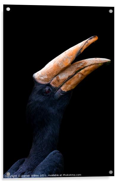  Rhinoceros Hornbill Acrylic by Darren Wilkes