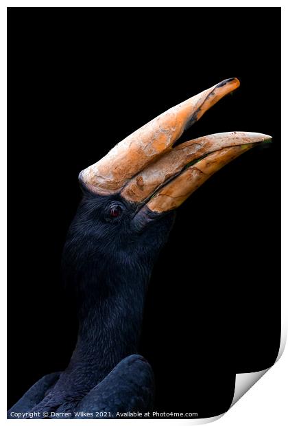  Rhinoceros Hornbill Print by Darren Wilkes