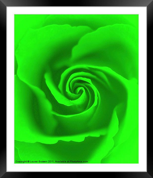 Lime Rose Framed Mounted Print by Louise Godwin