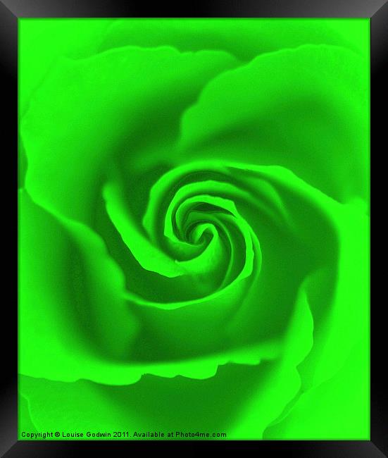 Lime Rose Framed Print by Louise Godwin