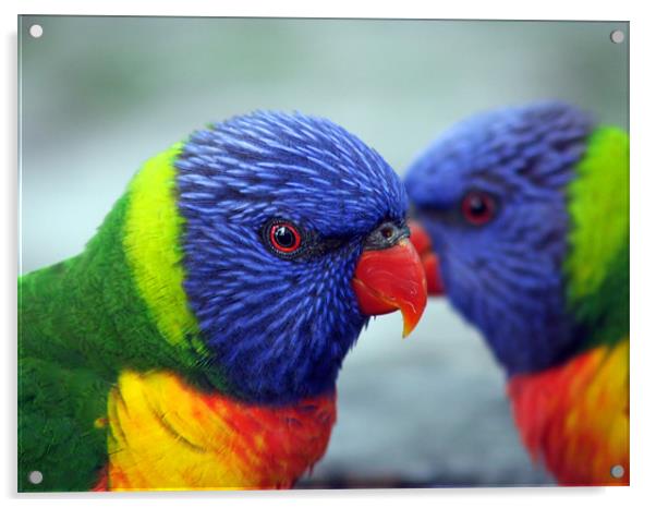 Rainbow Lorikeets Acrylic by Alison Johnston