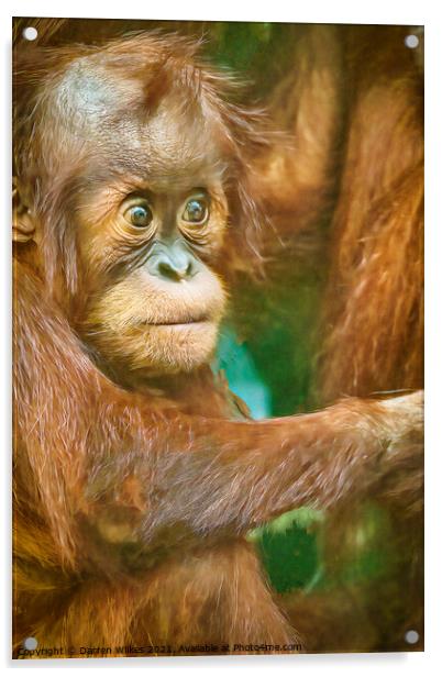 Orangutan Baby  Acrylic by Darren Wilkes
