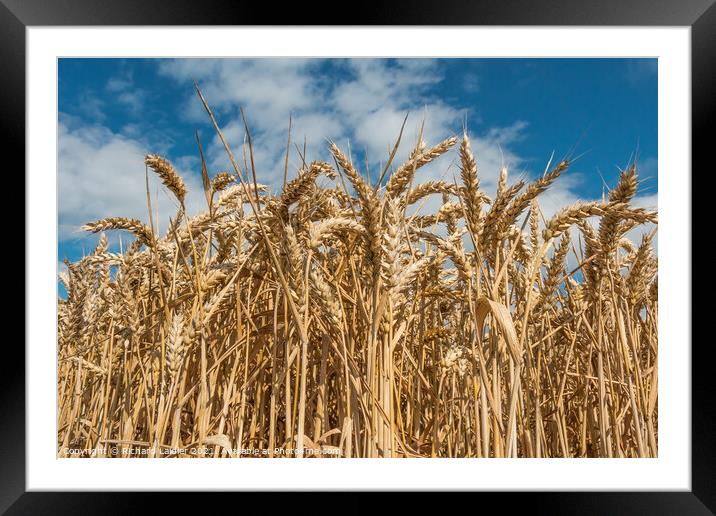 Wheat ready for Harvest Framed Mounted Print by Richard Laidler