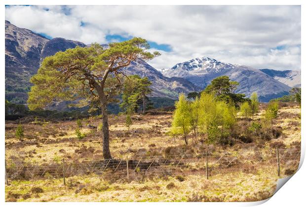 Glen affric and the Kintail way Print by Peter Stuart