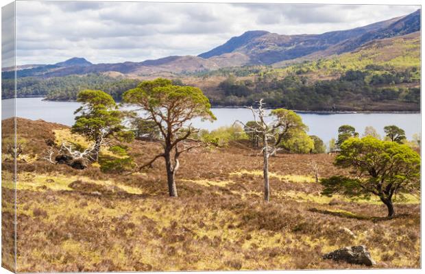 Glen affric and the Kintail way Canvas Print by Peter Stuart