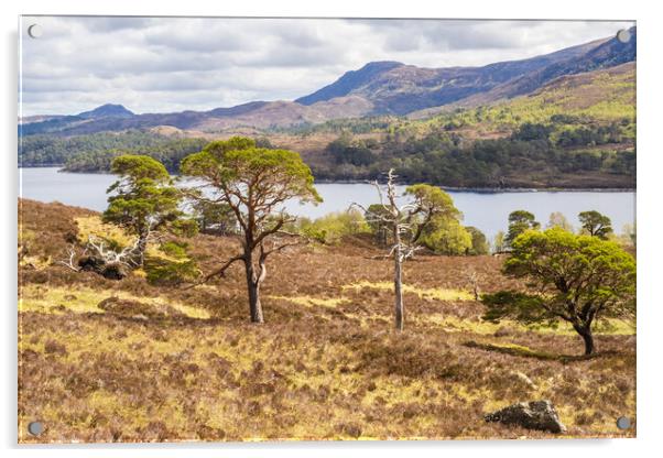 Glen affric and the Kintail way Acrylic by Peter Stuart