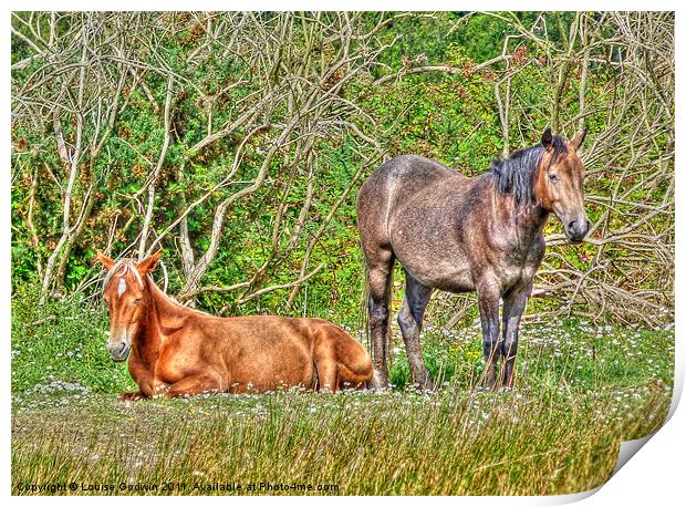New Forest Ponies Print by Louise Godwin